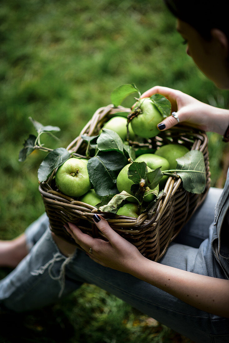 Frau sortiert Äpfel der Sorte 'Bramley' in Weidenkorb