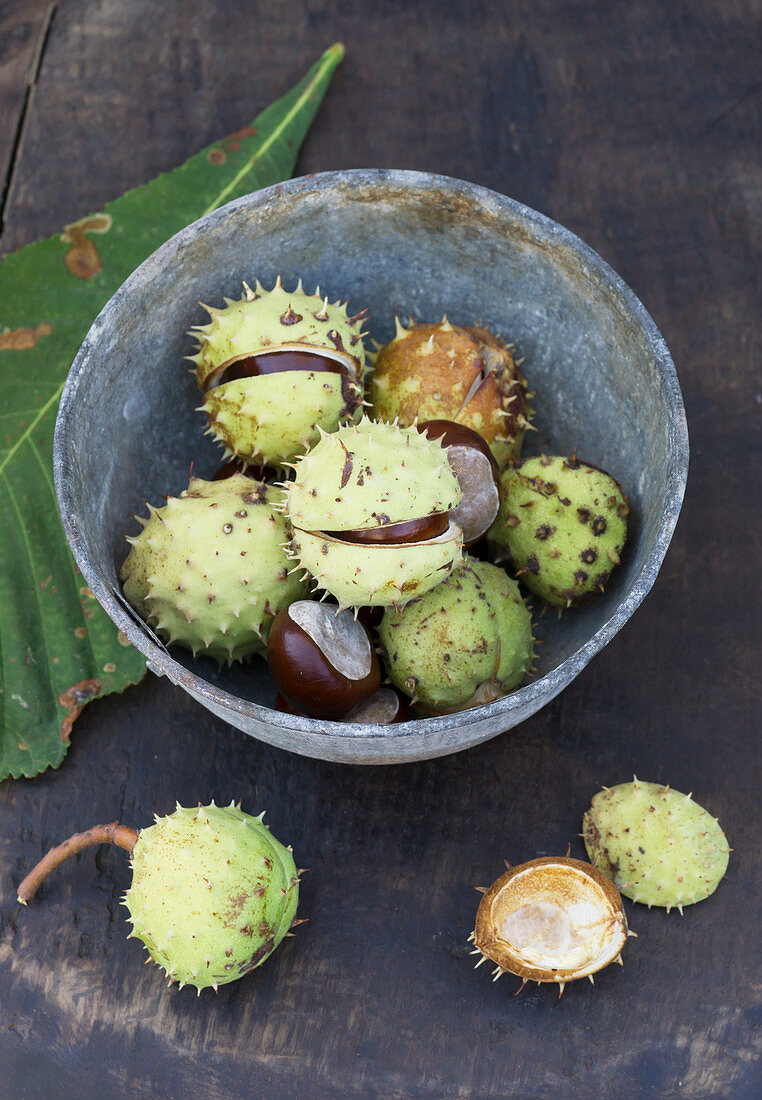Horse chestnuts in cases in a metal bowl