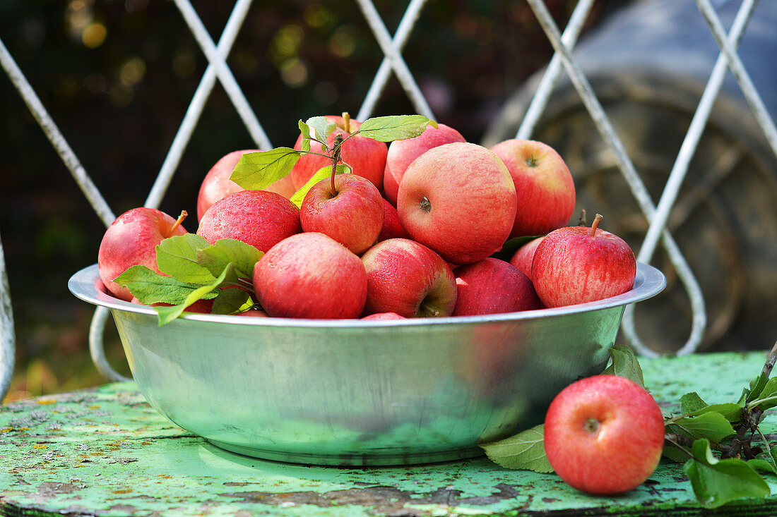 Rote Äpfel frisch gepflückt in einer Schüssel auf einer Gartenbank