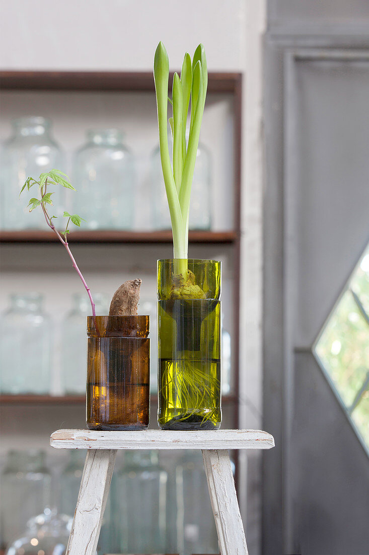 Narcissus and sweet potato seedling in two planters made from wine bottles