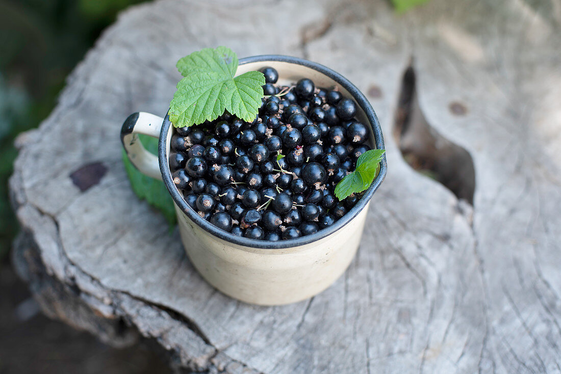 Black currants