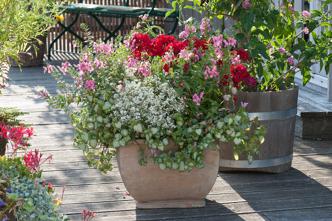 Taubnessel 'Pink Chablis', Engelsgesicht 'Pink Improved' und Geranie