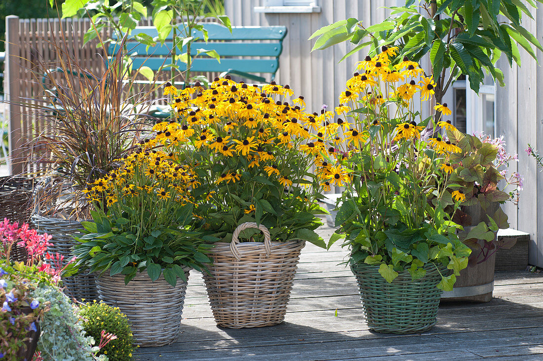 Yellow Arrangement: Sun Hat 'little Goldstar' 'goldstorm'