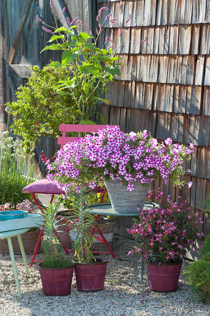 Star Petunia 'raspberry Star' And Fuchsia Shadow Dancer 'alice'