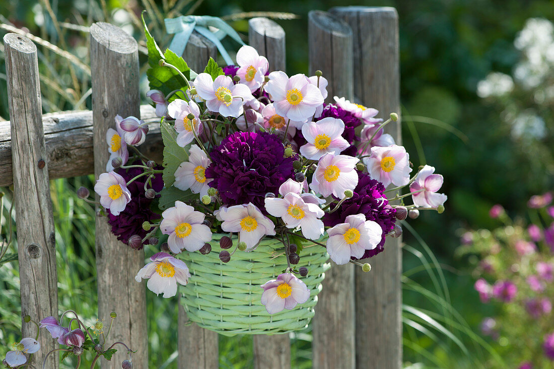 Bouquet Of Carnations And Autumn Anemones On The Garden Fence
