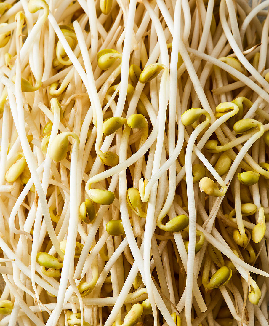 Soya bean sprouts