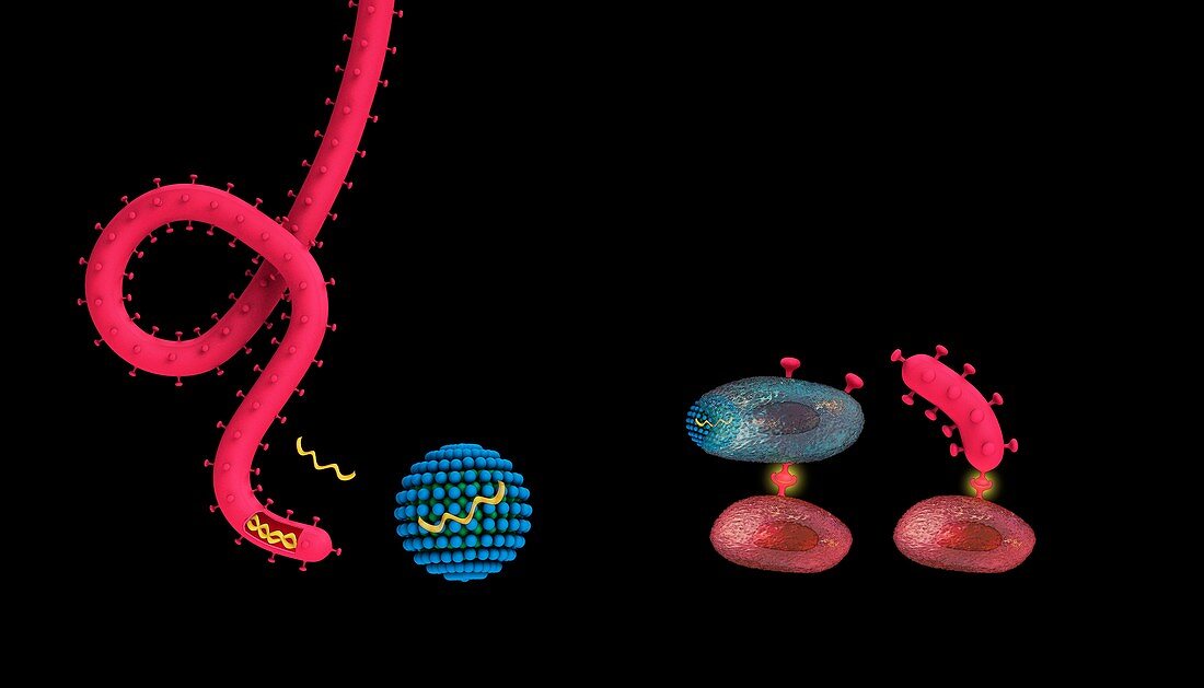 mRNA ebola vaccine, illustration