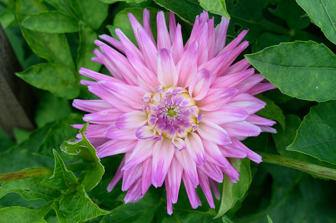 Dahlia 'Purple Haze'