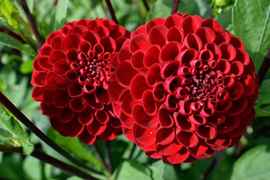 Pom pom dahlia flowers