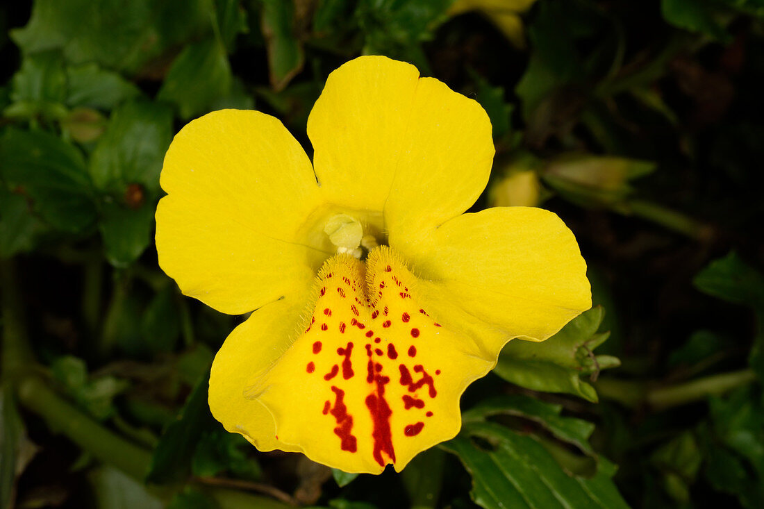 Mimulus x hybridus 'Mystic Yellow'