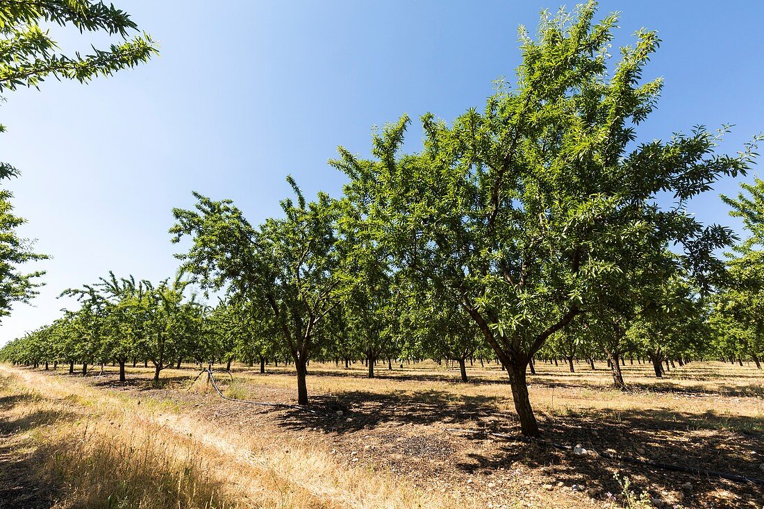 Almond trees for oil production