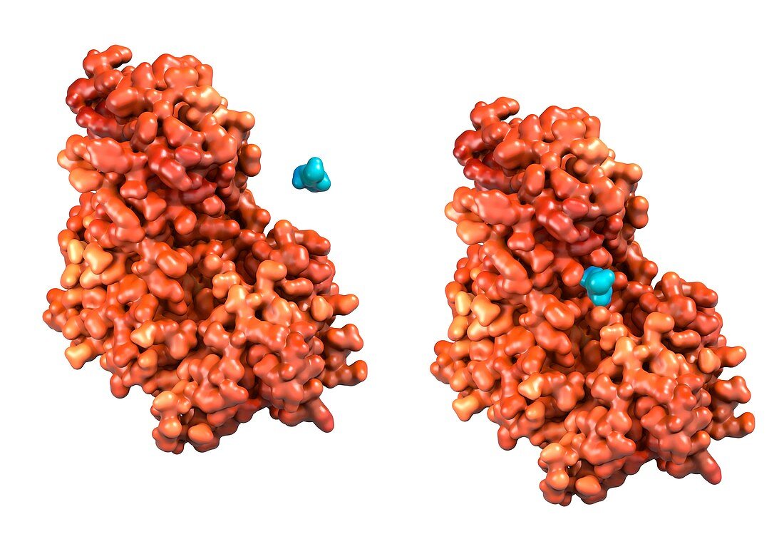 Hexokinase enzyme binding to glucose, illustration