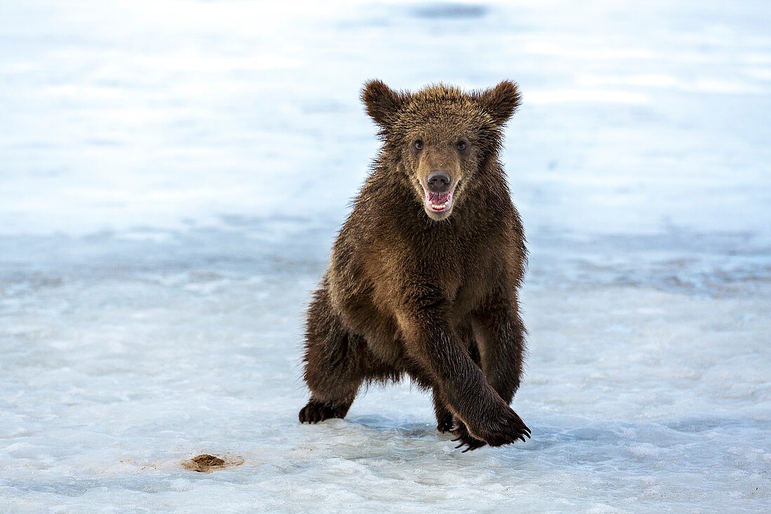 Brown bear cub on ice