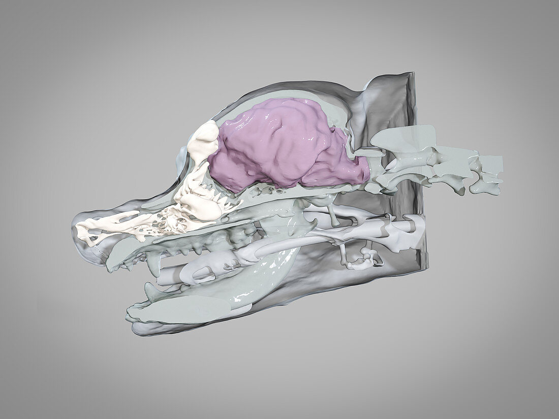 Dog skull and brain, 3D CT scan