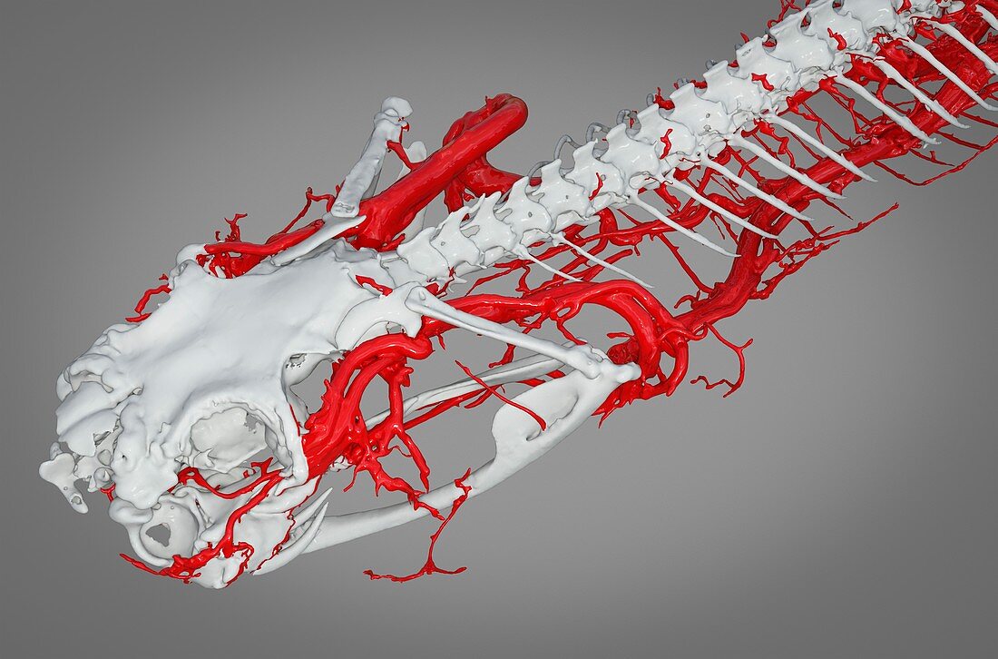 Mojave rattlesnake head, 3D CT scan