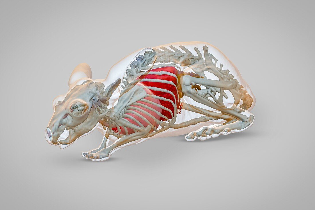 Chinchilla anatomy, 3D CT scan