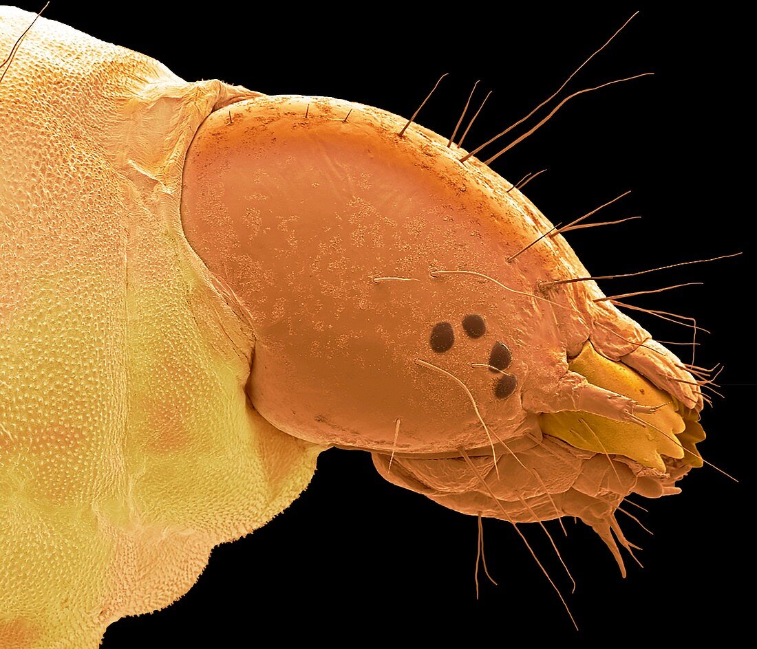 Head of plum fruit moth larva, SEM