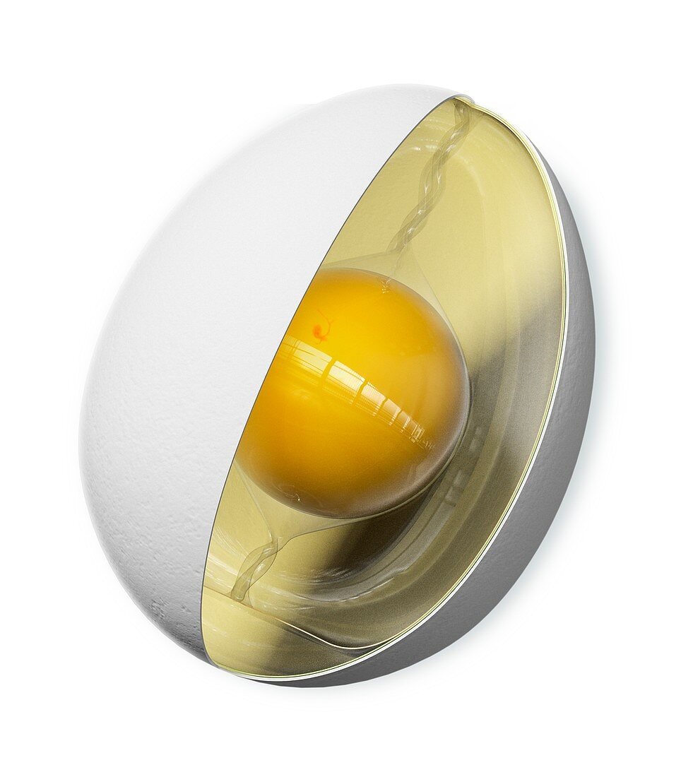 Fertilised bird egg, illustration
