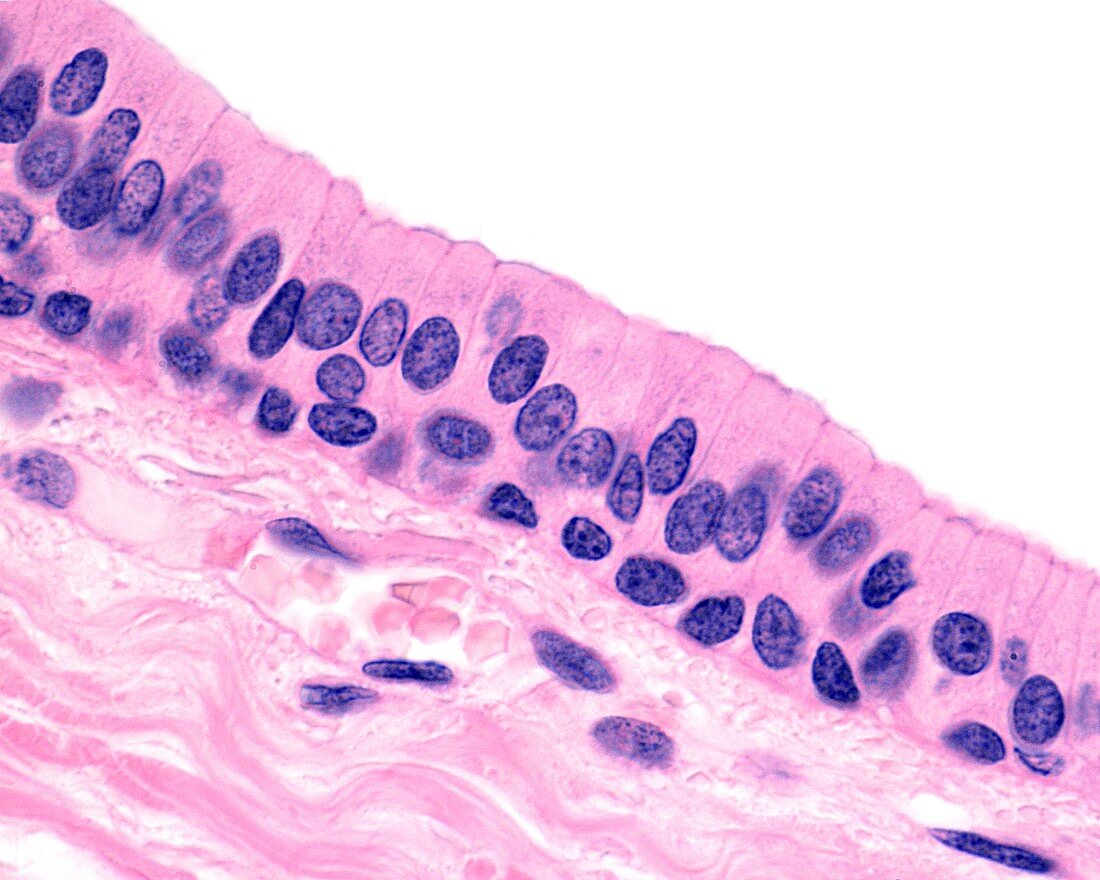 Stratified columnar epithelium, light micrograph