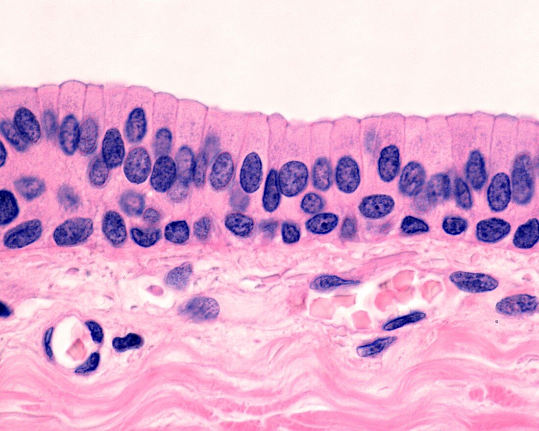 Stratified columnar epithelium, light micrograph