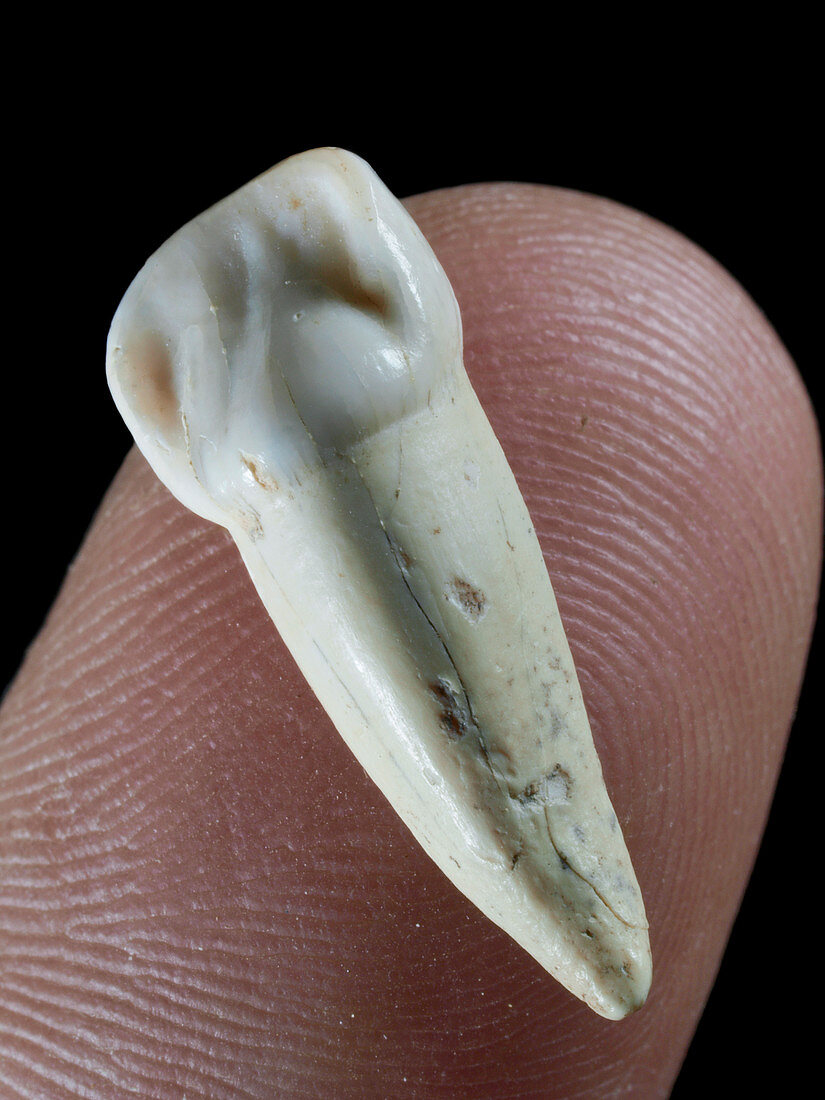 Infant Neanderthal tooth