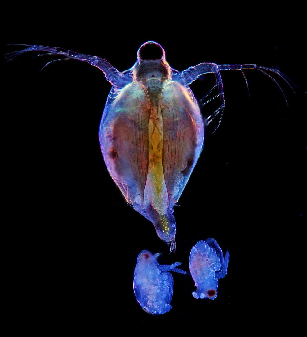 Water flea and young, light micrograph