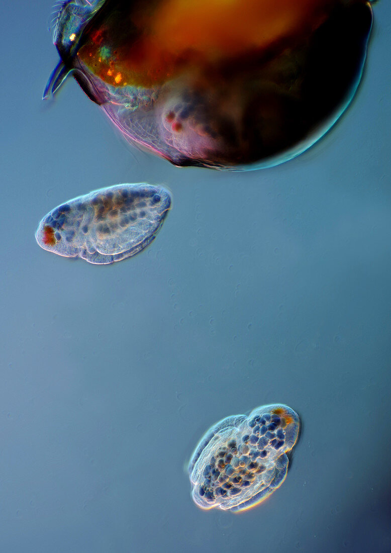 Water flea and young, light micrograph