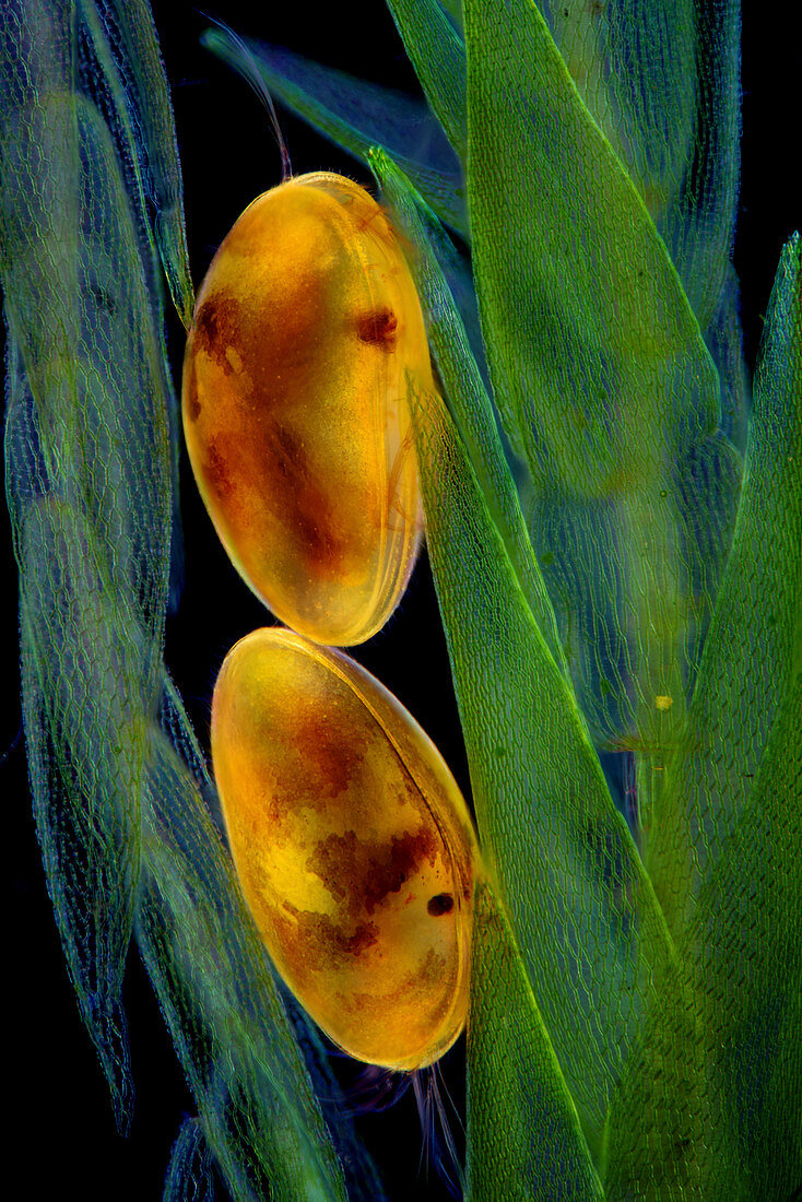 Ostracods on sphagnum moss, light micrograph