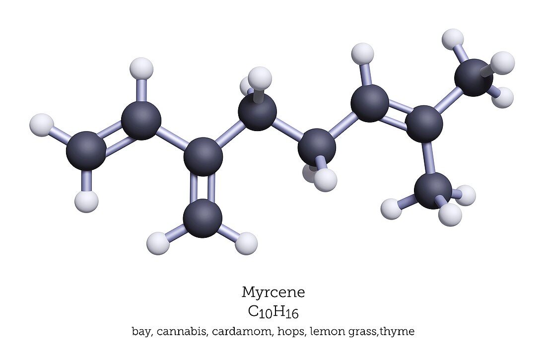 Myrcene terpene, molecular model