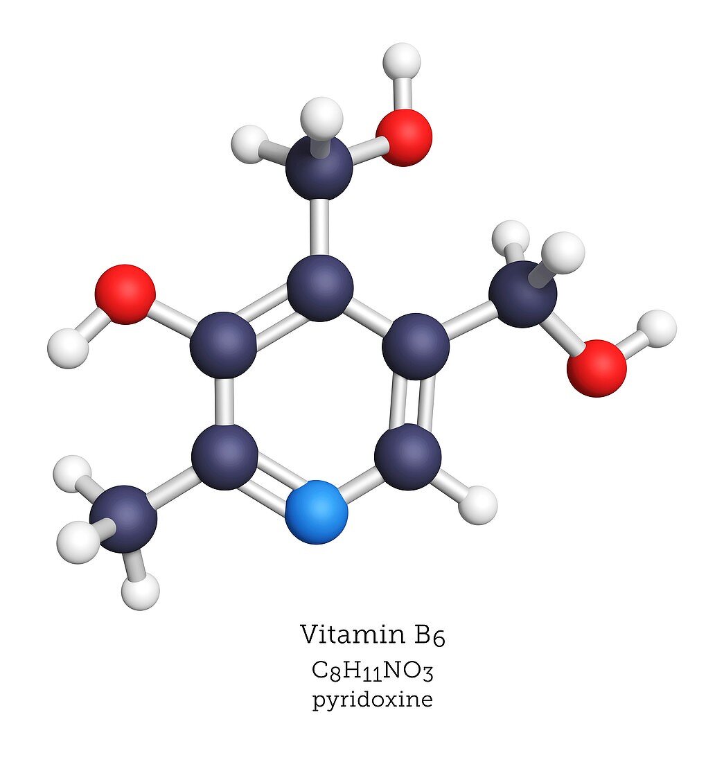 Molecular model of vitamin B6