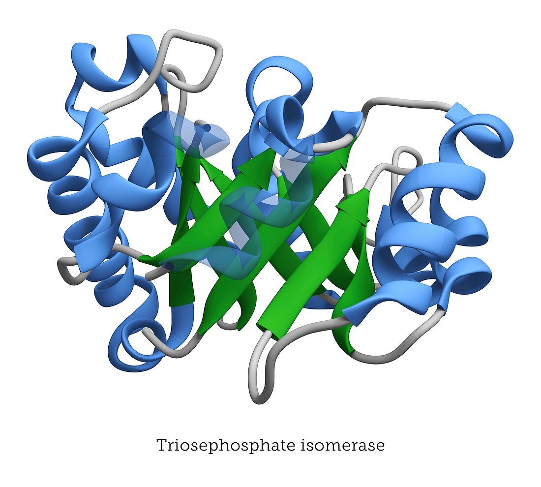 Protein structure of triosephosphate isomerase enzyme
