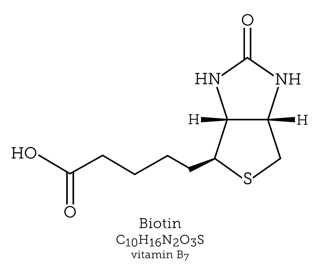Molecular structure of vitamin B7