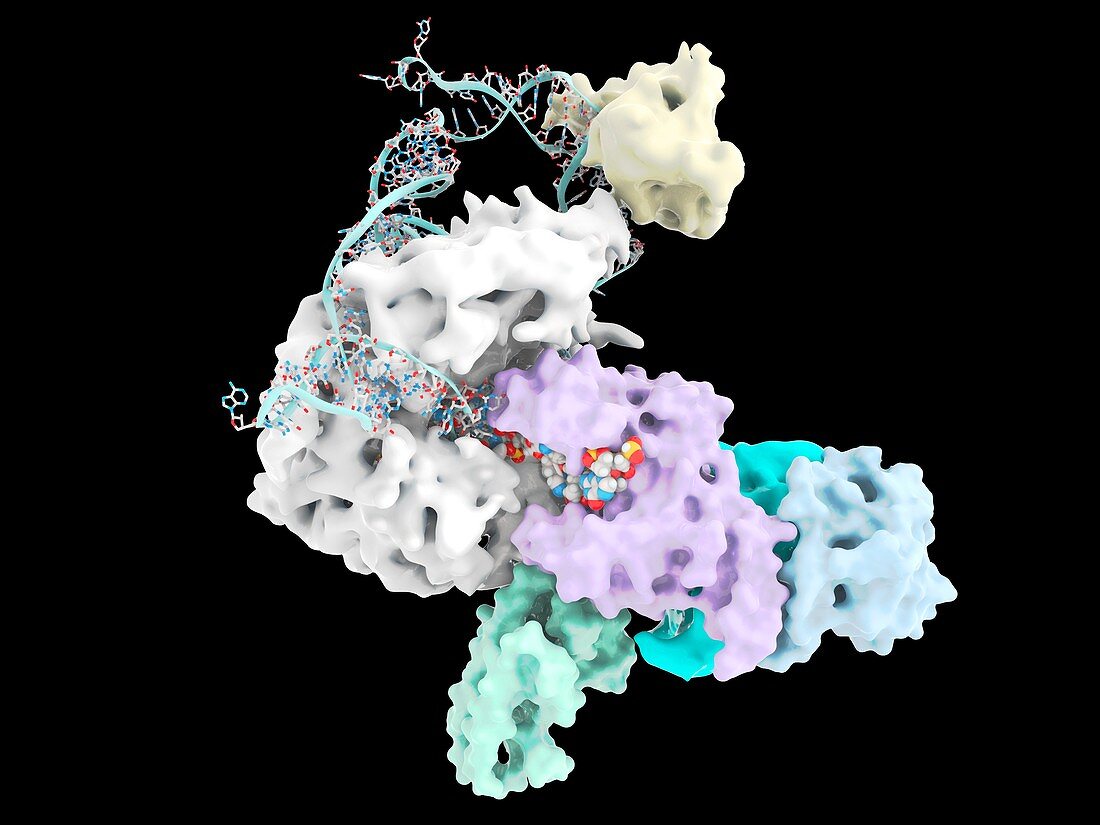 Telomerase active site bound to DNA, molecular model