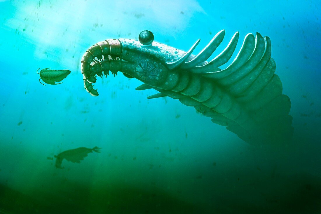 Anomalocaris prehistoric marine arthropod, illustration
