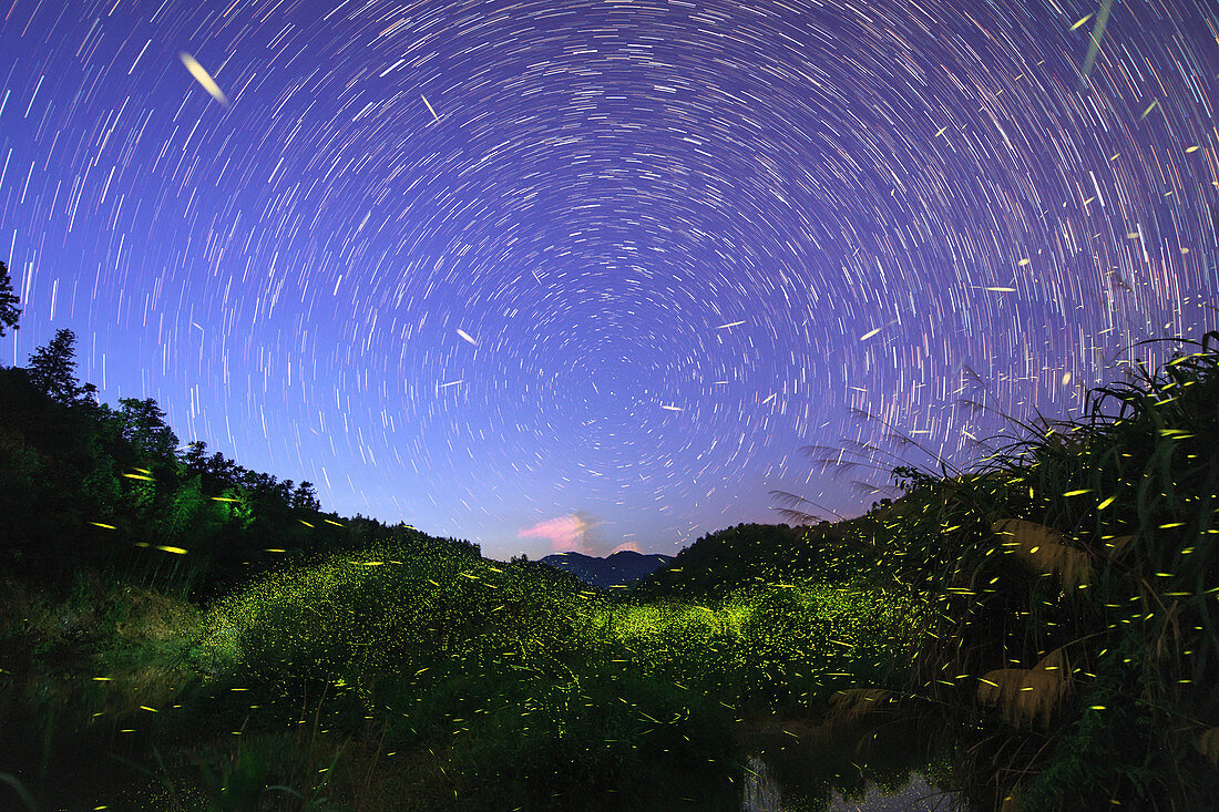 Star trails and fireflies, time-exposure image