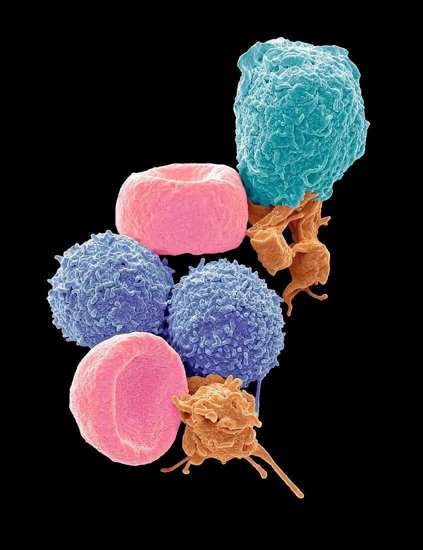 Human blood cells, SEM