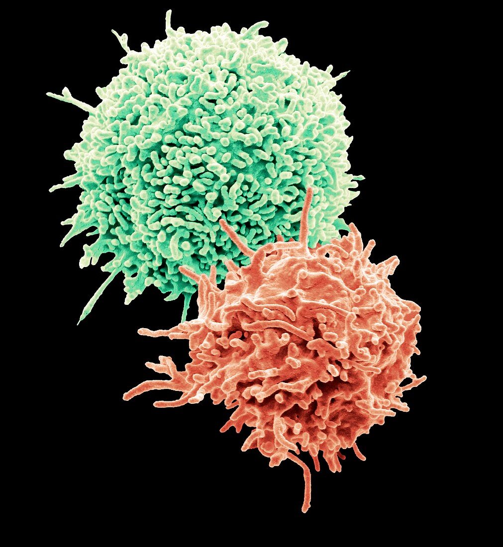 T lymphocytes, SEM