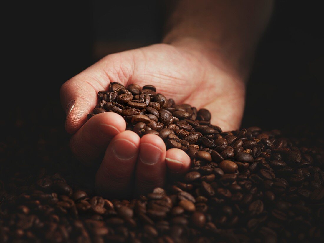 Person with hand full of coffee beans