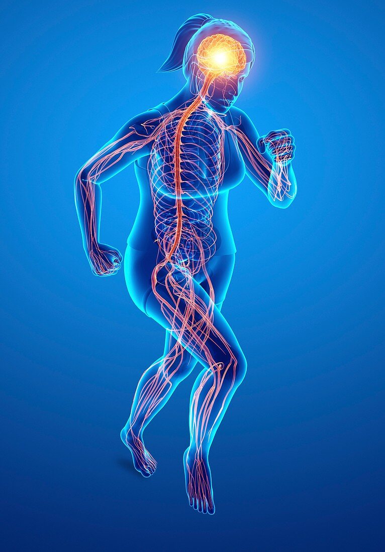 Nervous system, illustration