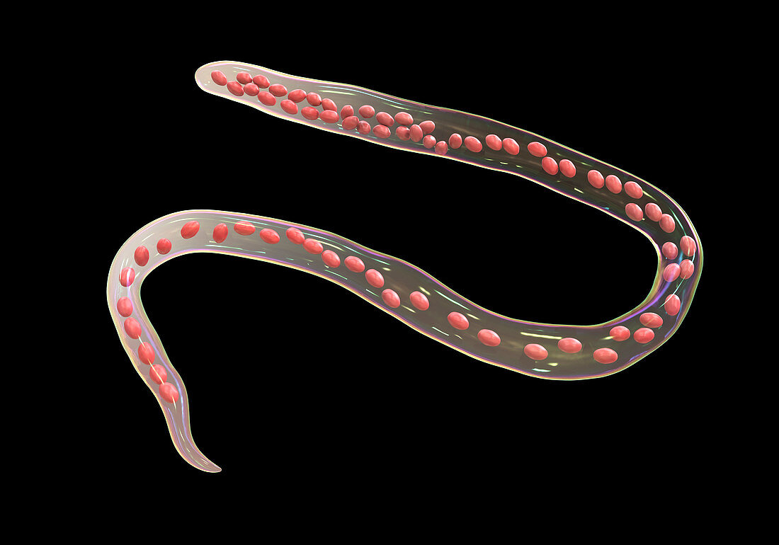 Mansonella ozzardi parasitic worm, illustration