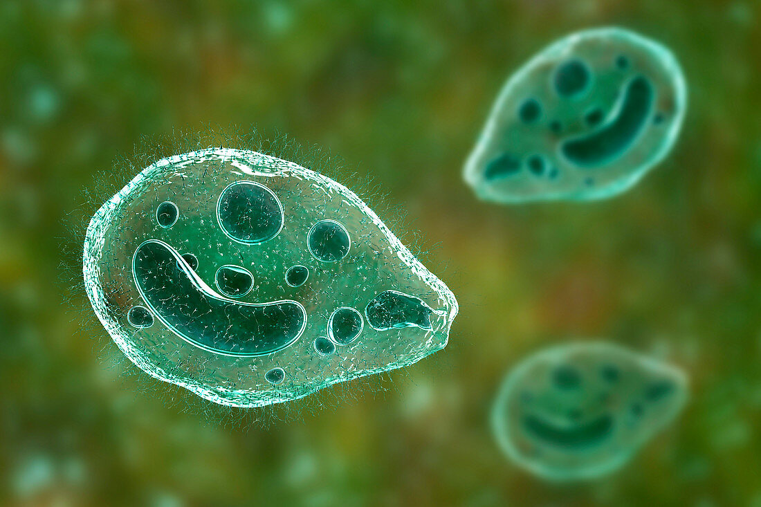 Balantidium coli protozoan, illustration