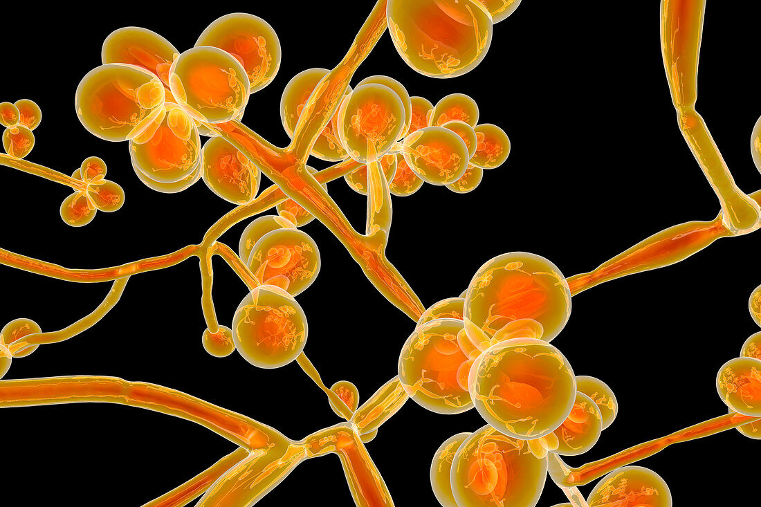 Candida auris fungi, illustration