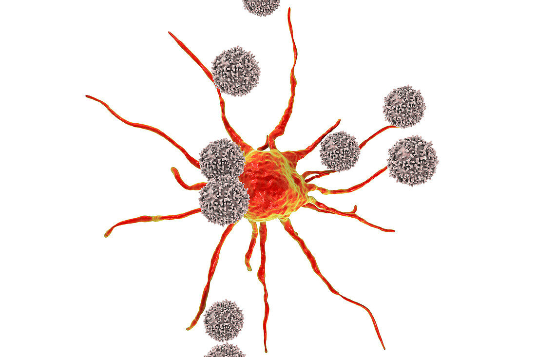 T-lymphocytes attacking cancer cell, illustration