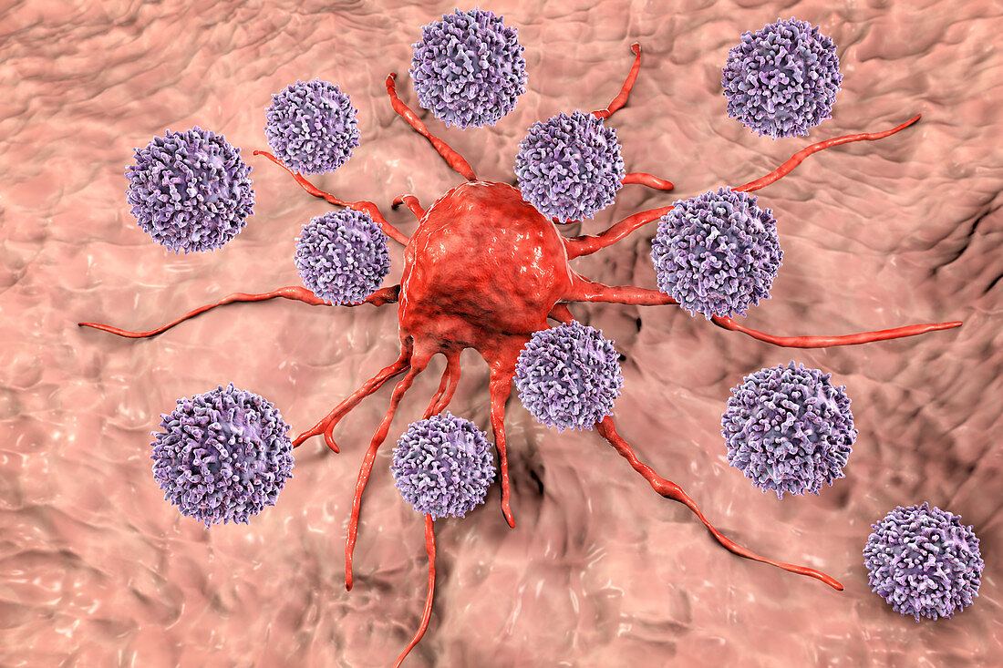 T-lymphocytes attacking cancer cell, illustration