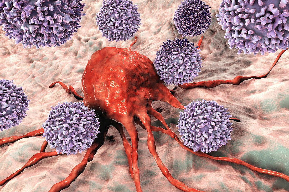 T-lymphocytes attacking cancer cell, illustration