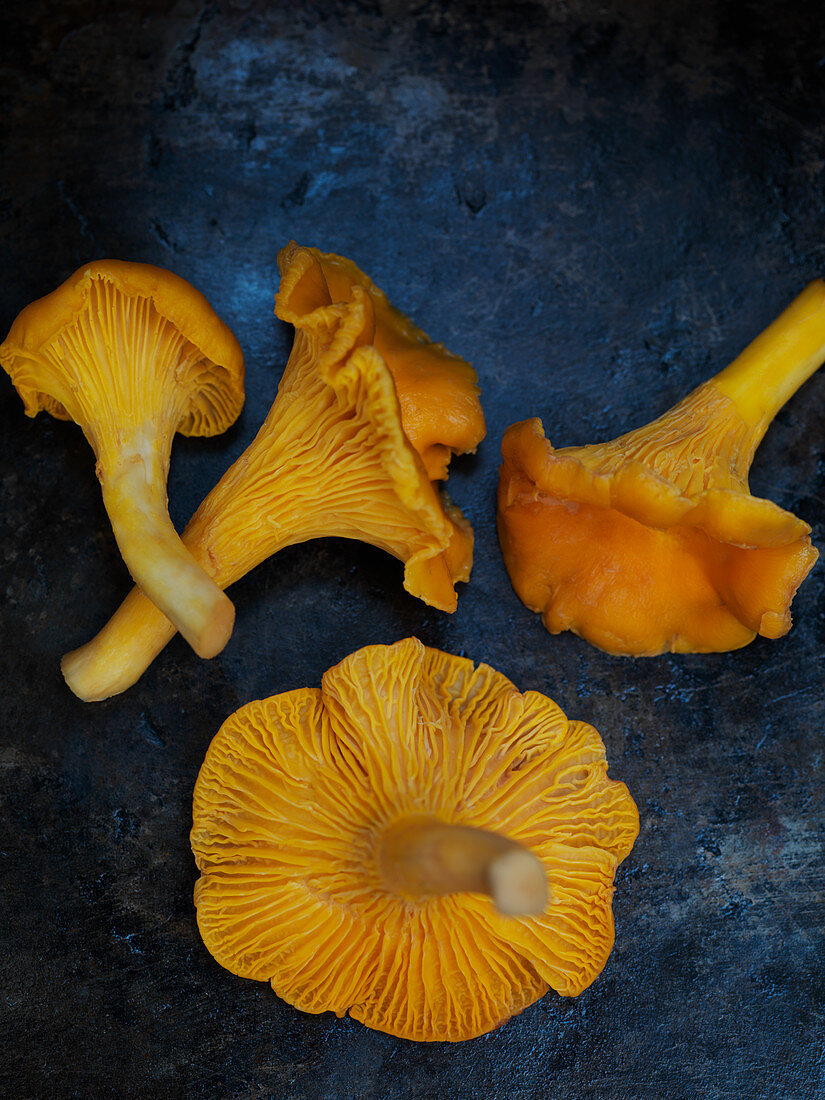 Fresh chanterelles on a dark background