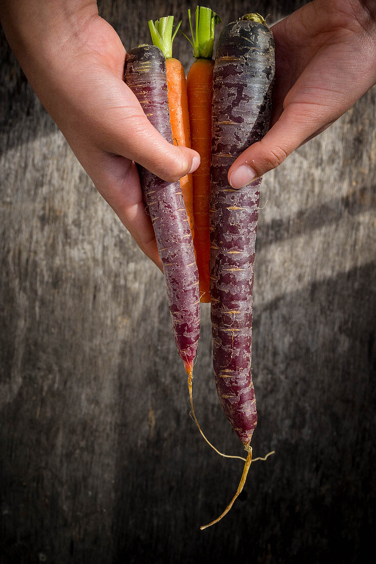 Different Carrots in Hand