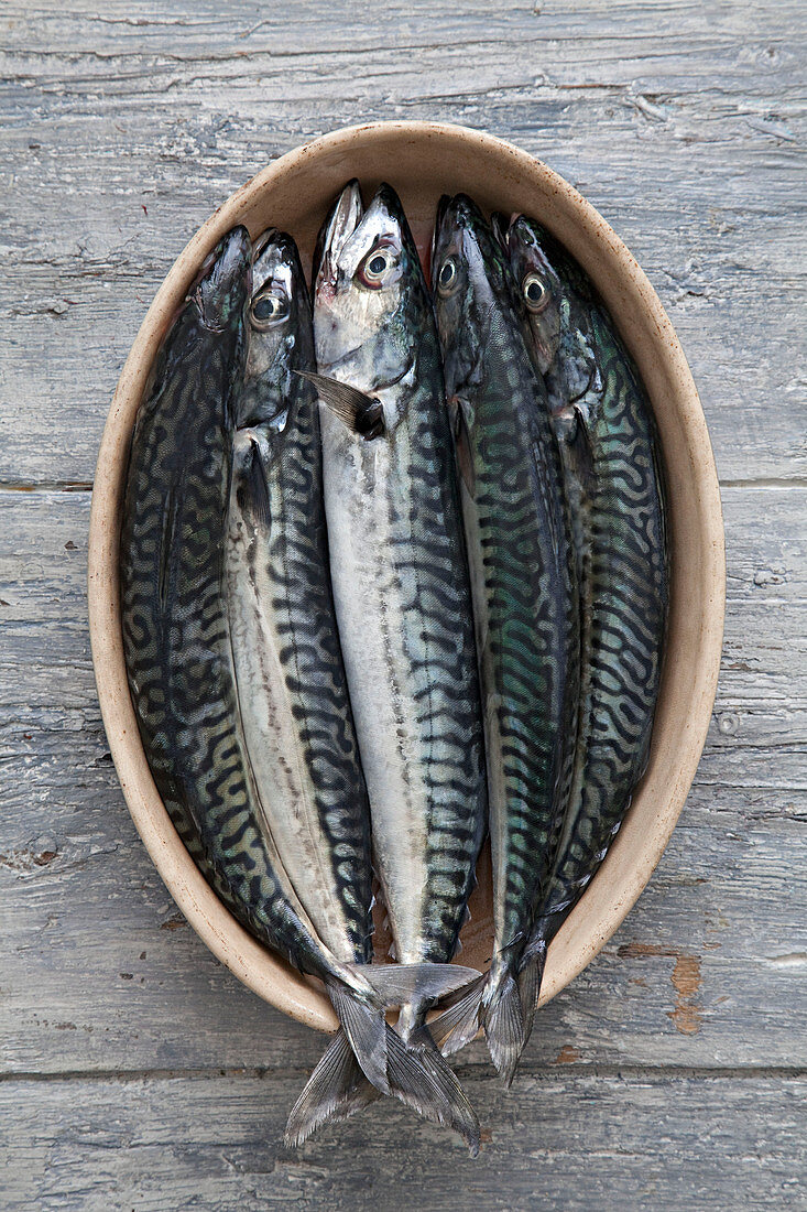 Mackerel in a dish