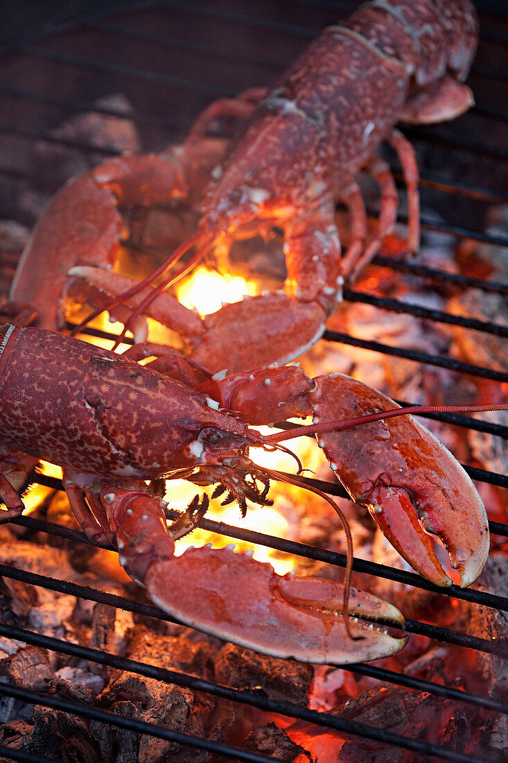 Lobster cooking on a BBQ