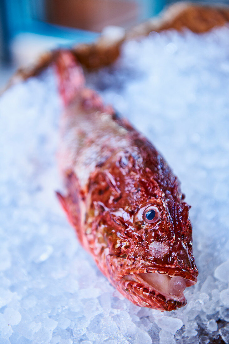 A scorpion fish on ice